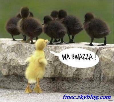 wa 3wazza